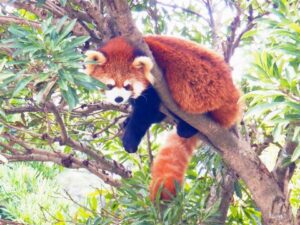 大島公園動物園でいろんな動物と触れ合おう！