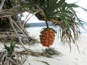 アダンの実／パイナップルに似ているけど、まったく違う種類の植物です。国の天然記念物の「オカヤドカリ」のエサでもあります。