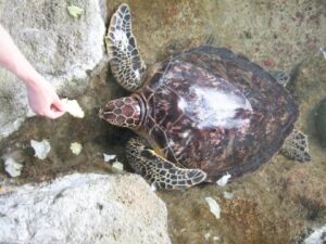 ウミガメに餌やり