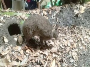 アマミノクロウサギ／ 国の特別天然記念物であり絶滅危惧種です。その姿をみるのは中々難しいかもしれませんが、見られたらラッキーです。