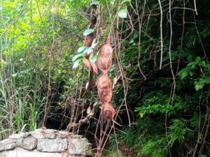 マングローブ林散策