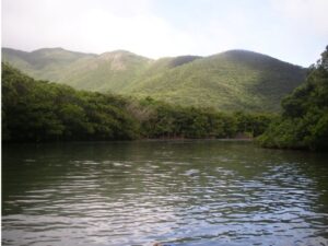 マングローブ林／マングローブ林は潮位の変化によって姿がかわります。 満潮のマングローブ林はカヌーに乗って自然観察します。