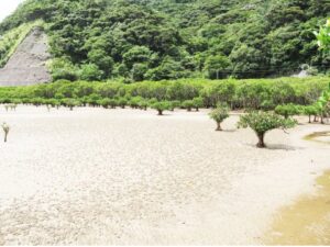 マングローブ林（干潮）