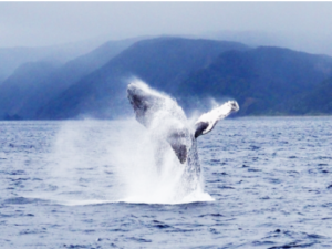 ホエールウォッチング／12月中旬から5月上旬まで、ロシアの海から奄美の海に出産・子育て・繁殖のためにザトウクジラがやってきます。