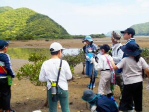 マングローブ林散策