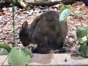 アマミノクロウサギミュージアム