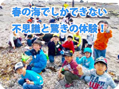 さぐろう！海の生き物たち～貝の仲間と神秘のウミホタル～