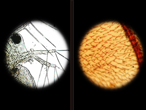 好奇心や探求心が育ちます