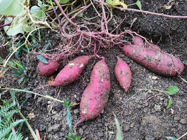 観察から法則を探り出して植物を攻略