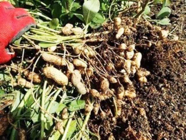 動物から考える植物のからだのつくり
