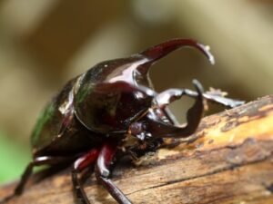 アトラスオオカブト