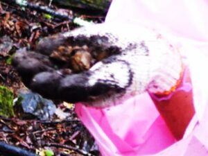 掘って見つけたから泥だらけ、でも水晶だよ