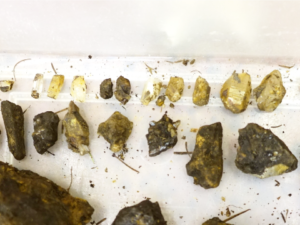 泥を洗ったらきれいな水晶があらわれます