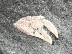 カニのハサミだ！