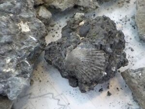 二枚貝だけどホタテみたいな形