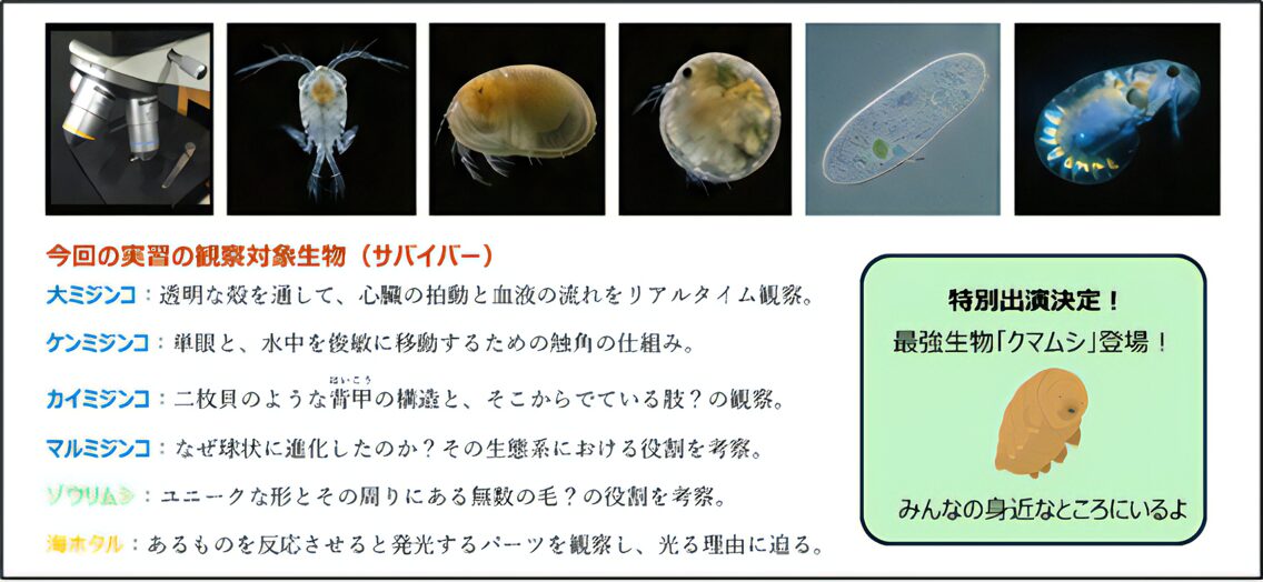 今回の観察対象生物