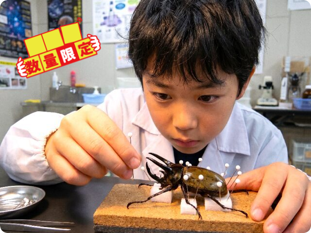 昆虫標本を作ろう！