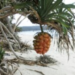アダンの実/パイナップルに似ているけど、まったく違う種類の植物です。国の天然記念物の「オカヤドカリ」のエサでもあります。 アダンの実
