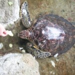 ウミガメに餌やり/奄美海洋展示館ではウミガメが飼育されています。ウミガメにエサをあげることもできます。 ウミガメに餌やり