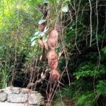 マングローブ林散策/奄美には固有の動植物がいっぱい!いくつ見つけられるかな? マングローブ林散策