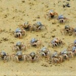 ミナミコメツキガニ/ カニは横歩きと思っているかもしれませんが、実はこのカニ横ではなく前後に歩きカニです。エイリアンみたいな姿をしています。 ミナミコメツキガニ