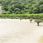 マングローブ林(干潮)/干潮になると、満潮では見れなかった干潟が姿を現します。特別許可を得て干潟にも歩いて入り様々な生き物に出会えます。 マングローブ林(干潮)