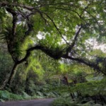 金作原原生林/数億年前から姿を変えない植物たちに囲まれる原生林 金作原原生林