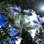 金作原原生林/見上げるほど巨大なシダ植物「ヒカゲヘゴ」が連なる神秘の森 金作原原生林探