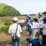 マングローブ林散策/カヌーを降りてマングローブ林の中を散策 マングローブ林散策