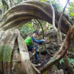マングローブ林散策/亜熱帯の植物の壮大さにびっくり! マングローブ林散策