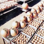 花火のプロの指導のもと、親子で花火玉工作にチャレンジ!