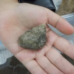 ゲットした化石は観察してワークシートに。 ワークシート