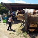 滝沢牧場でエサやり 滝沢牧場