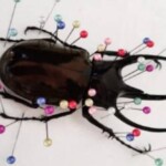 じっくり観察できるように丁寧に標本をつくろう。 丁寧に標本をつくろう