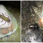 トラップに昆虫が集結。クワガタ、カナブンや蝶なども観察できます。 昆虫が集結