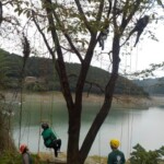 ツリーイングの様子