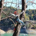 ツリーイングの様子