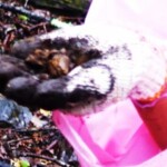 掘って見つけたから泥だらけ、でも水晶だよ 掘って見つけたから泥だらけ、でも水晶だよ