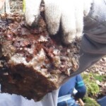 水晶がいっぱいついているよ 水晶がいっぱいついているよ