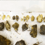 泥を洗ったらきれいな水晶があらわれます 泥を洗ったらきれいな水晶があらわれます