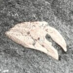 カニのハサミだ!