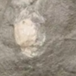 これはカニの化石だよ!