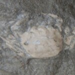 やったー!カニの化石ゲット!