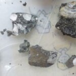 これは二枚貝と大きな巻貝だ!