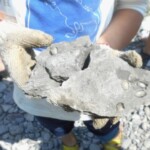 こんなにたくさんの二枚貝の化石を見つけたよ!