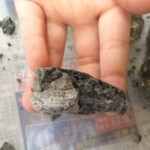 サザエみたいな巻貝を見つけたよ!