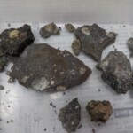 どんな化石が採れたかな?