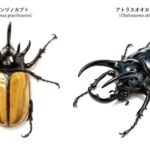 今回登場するのは、ゴホンヅノカブト・アトラスオオカブト。 今回登場するのは、ゴホンヅノカブト・アトラスオオカブト。